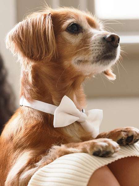 National Puppy Day | Ollie in a bowtie