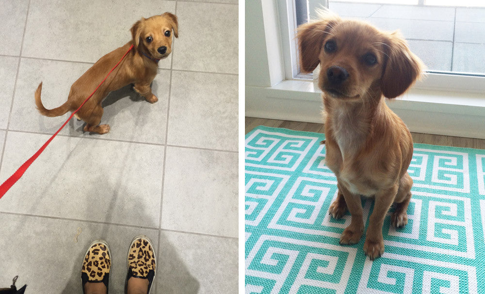 @ollie.bean | Elasisters's Office Pup