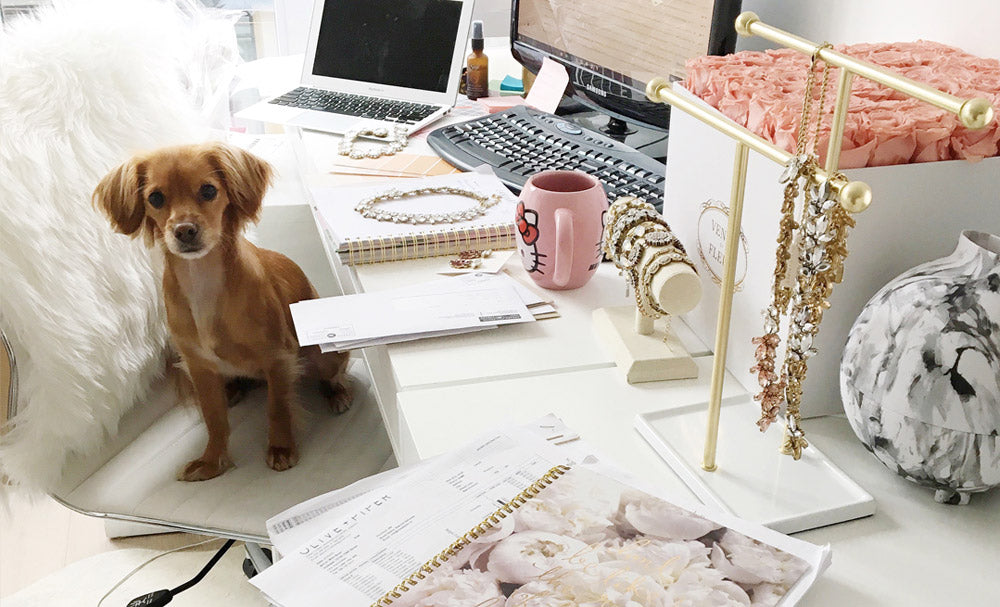 Elasisters office dog Oliver