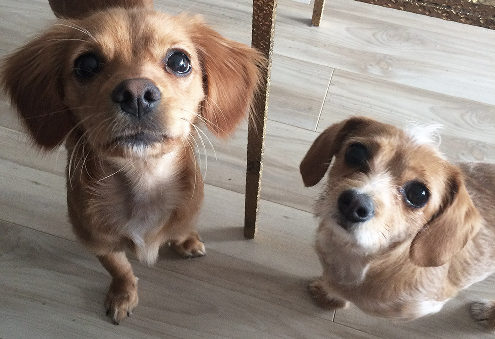 @ollie.bean and @peanutbbrown