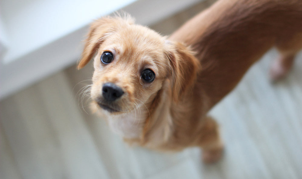 oliver pedro bean | Elasisters's office pup