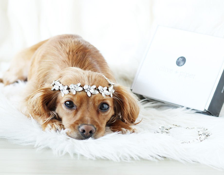 Celebrate National Cupcake Day for SPCAs & Humane Societies with us!